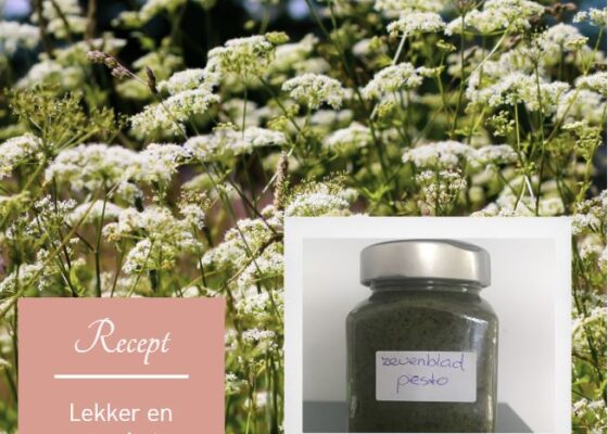 Zevenbladpesto